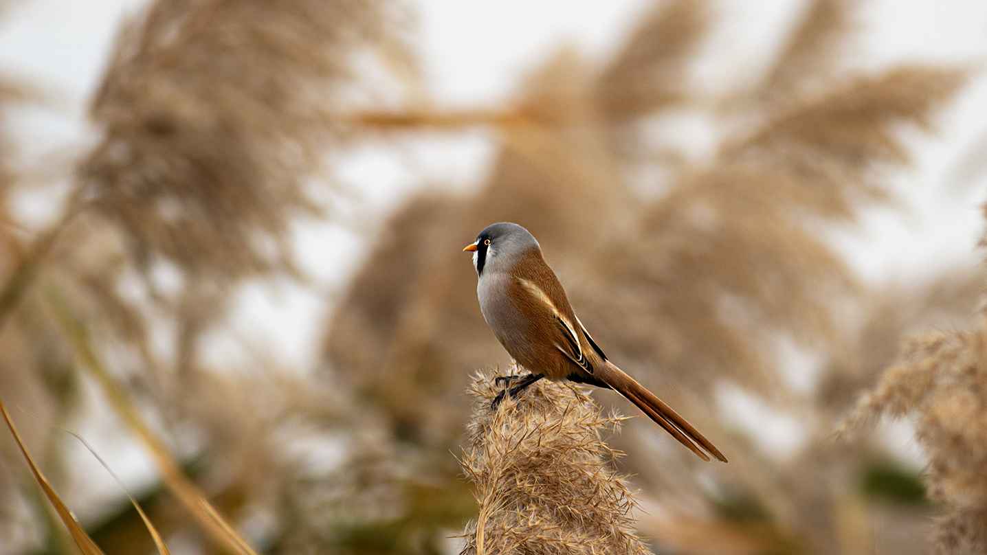 Bearded Reedling